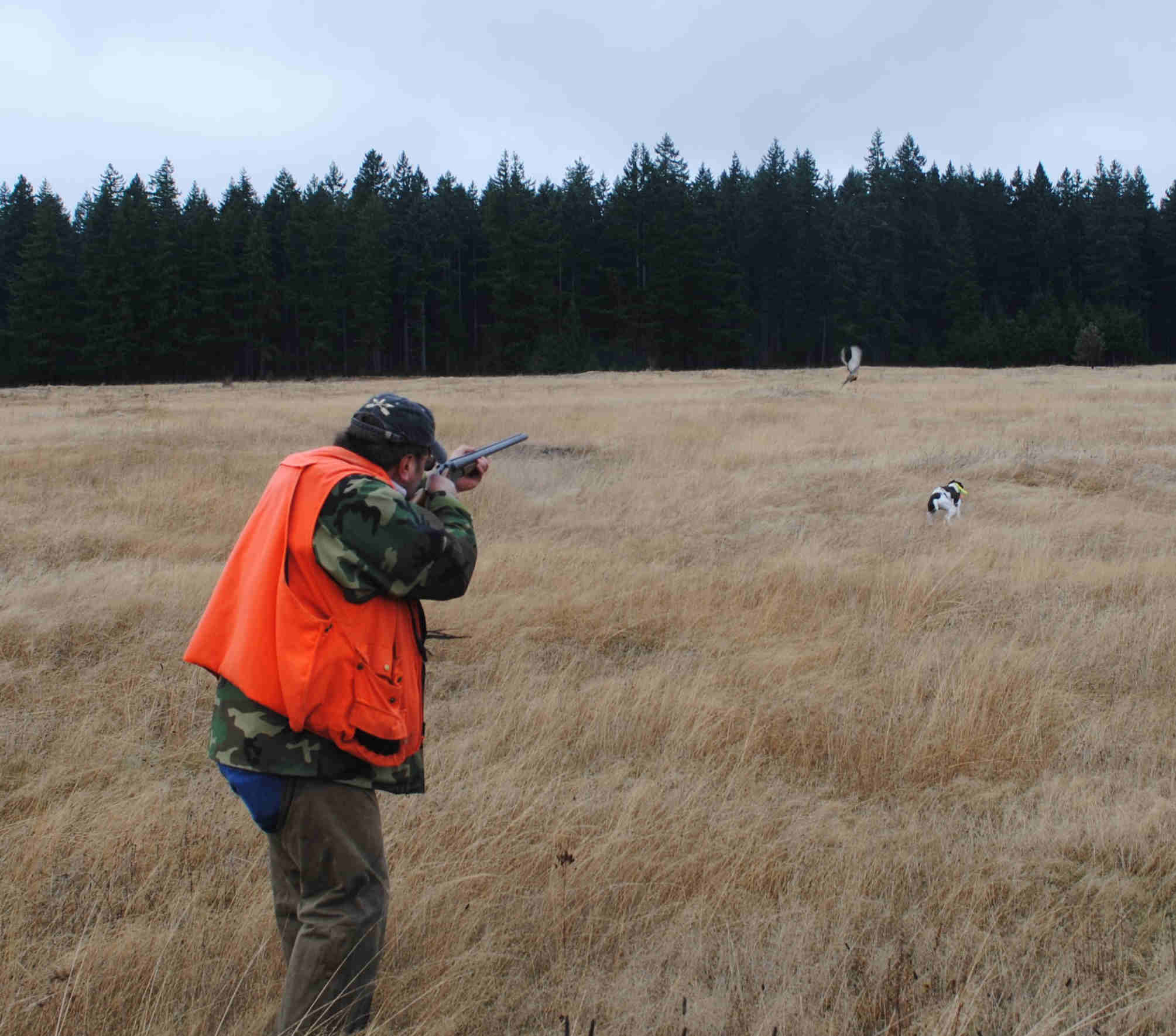 Watching the bird go down