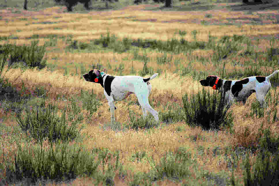 Charlie and Coco Working